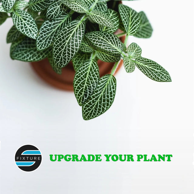 Plants Hobby