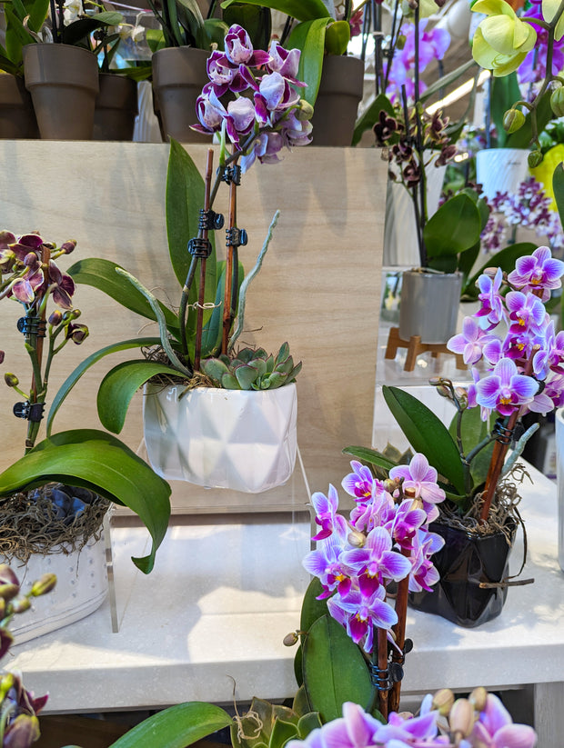Orchid plants in pots on a table with a wooden wall background