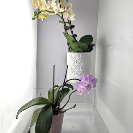 Heavy Duty Acrylic Pedestal Riser Stand - 5"x5"