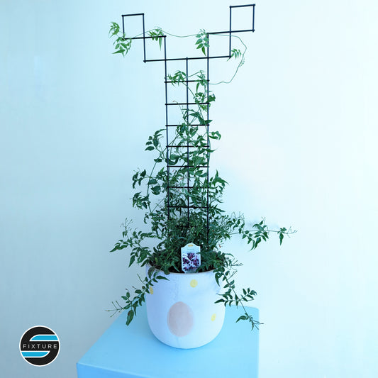 plant trellis from the front