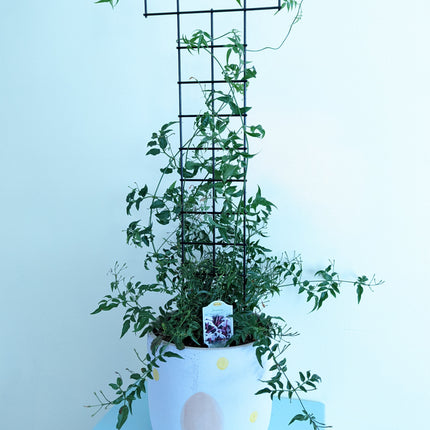 plant trellis from the front